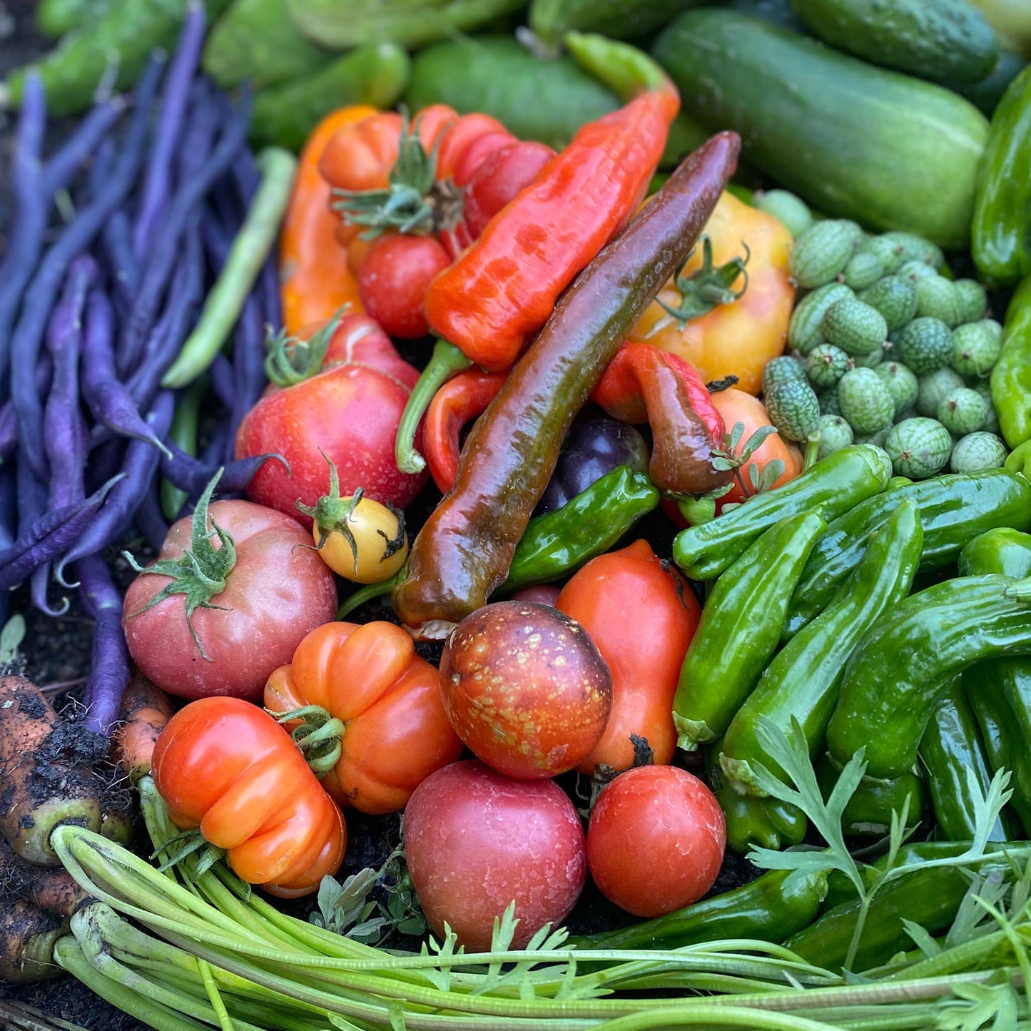 CSA - MONTHLY - 6 BOXES