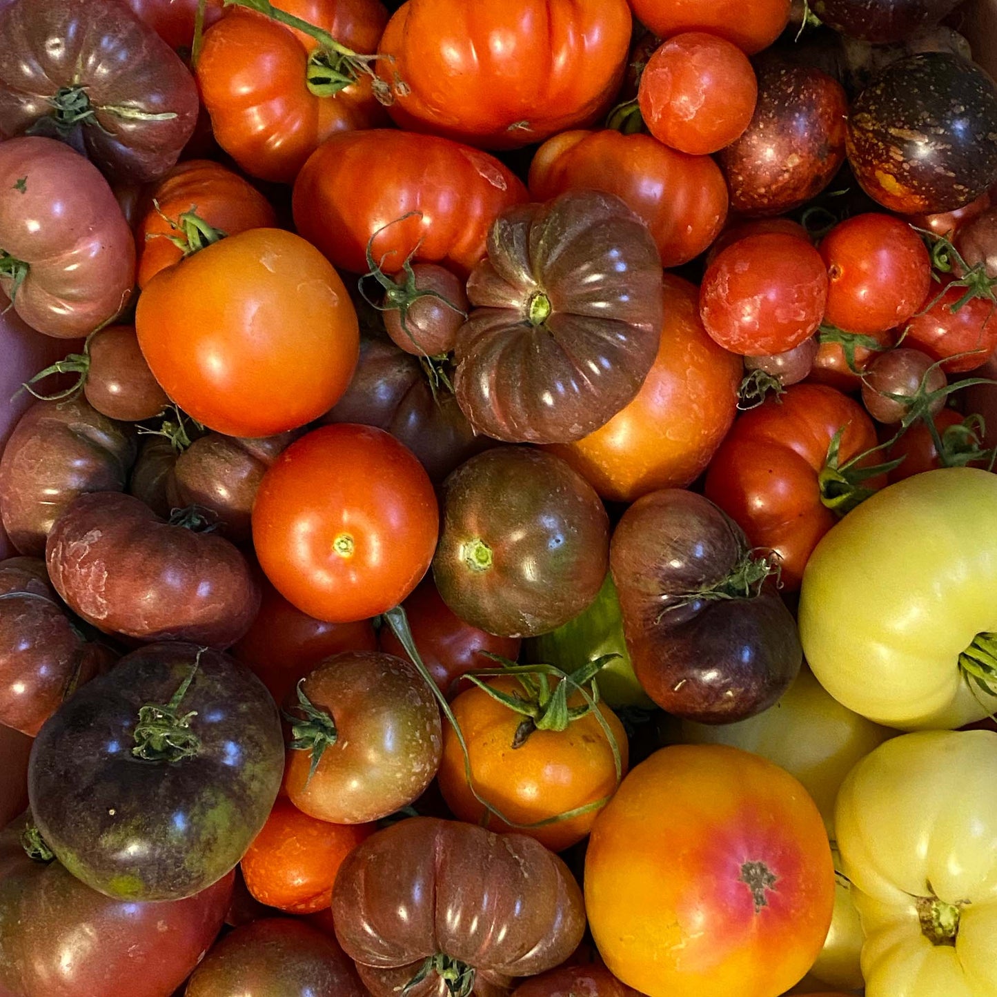 CSA - PEAK SEASON - 5 BOXES